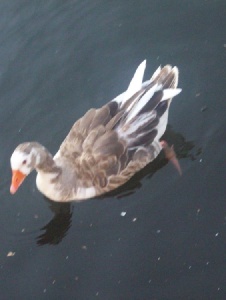 Foto de Carmenbe