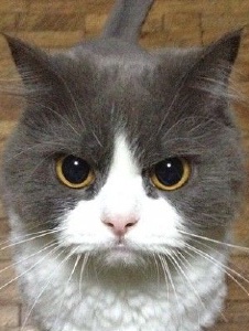 Foto de Ligeiamurray