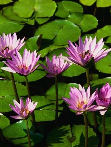 Picture of Pituquita