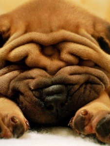 Foto de Mickeylevis