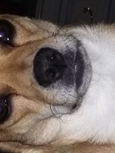 Foto de Gelsominad