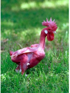 Photo de Pollospelaos