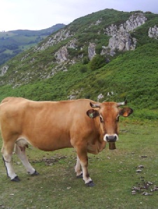 Foto de Llamargon